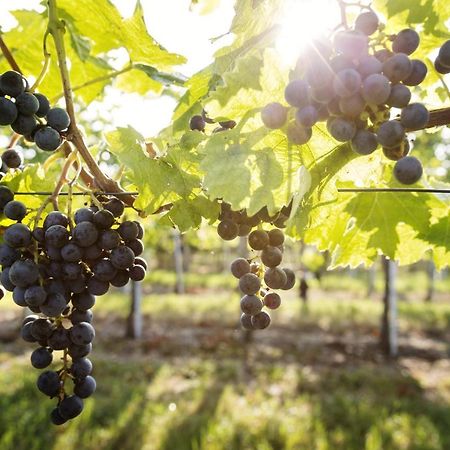 Weingut & Gastezimmer Edelmann Göttlesbrunn Esterno foto