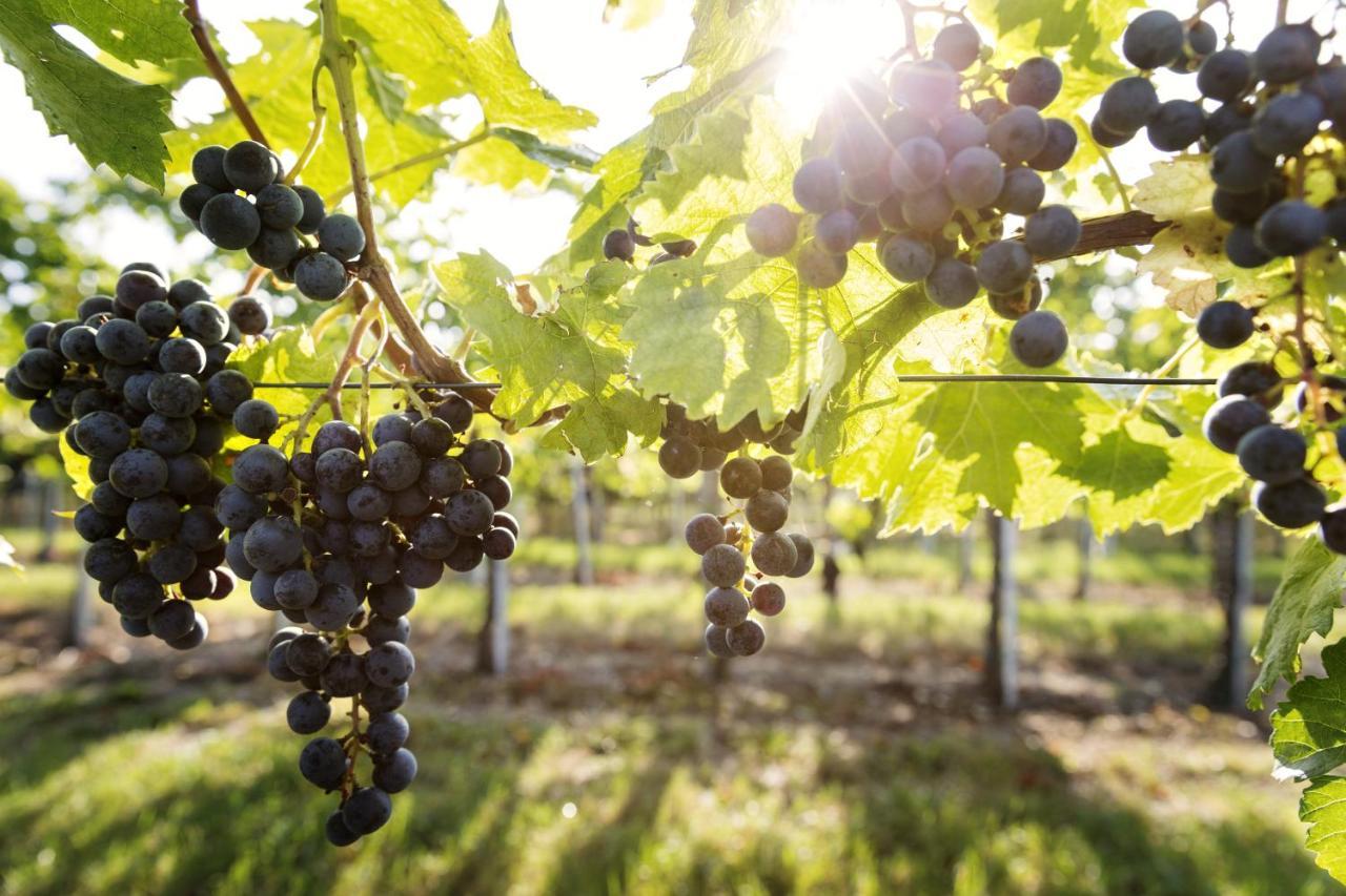 Weingut & Gastezimmer Edelmann Göttlesbrunn Esterno foto