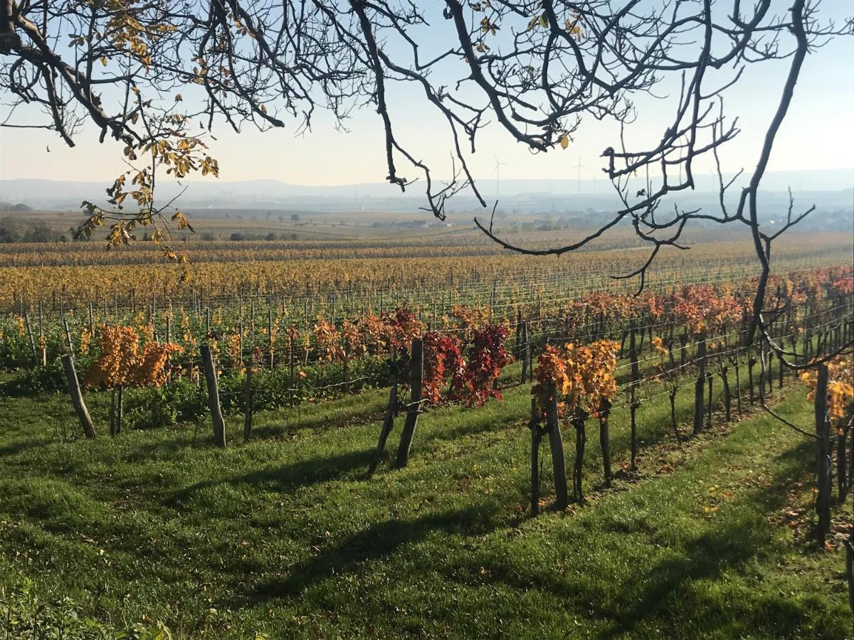 Weingut & Gastezimmer Edelmann Göttlesbrunn Esterno foto