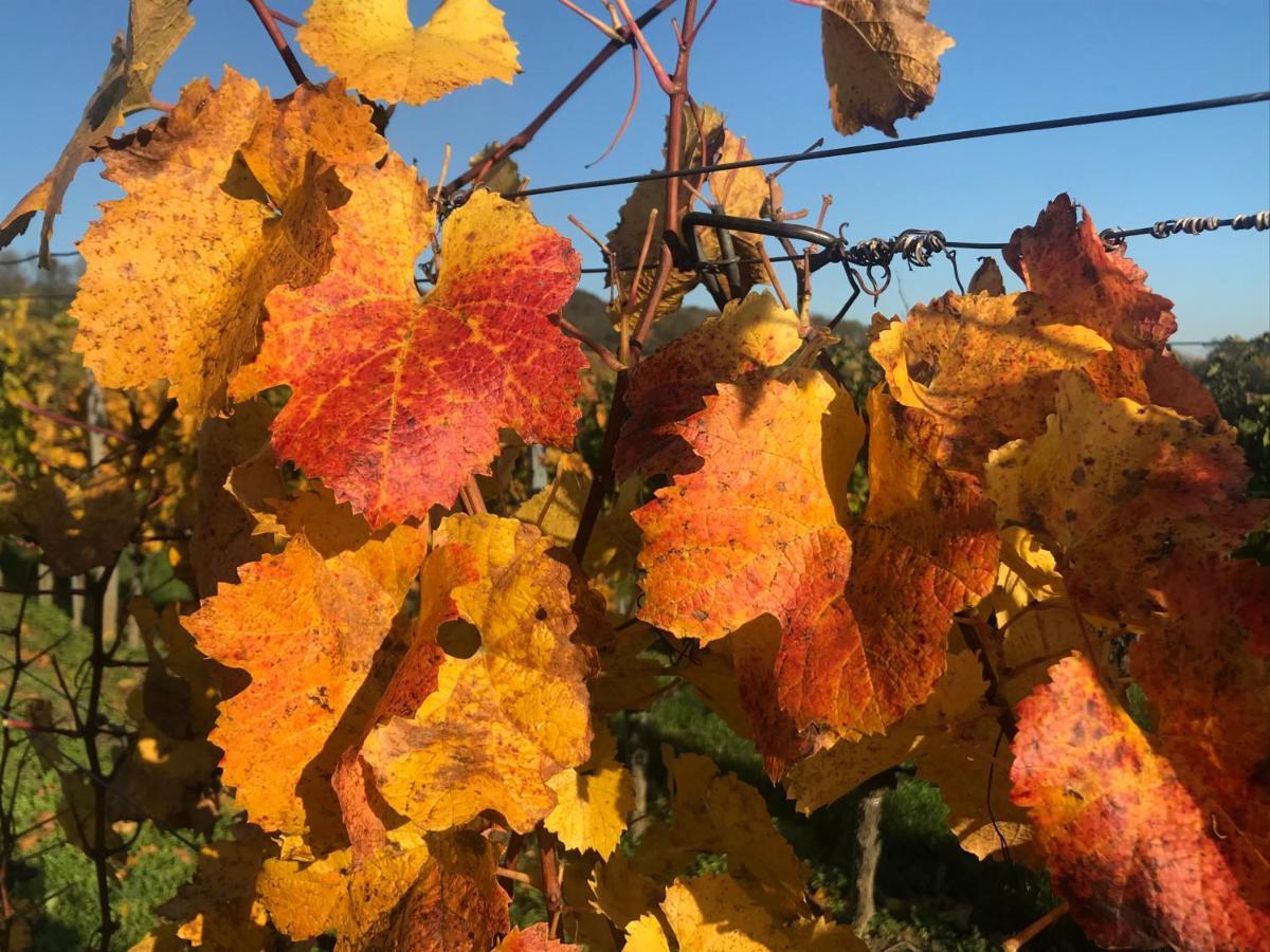 Weingut & Gastezimmer Edelmann Göttlesbrunn Esterno foto