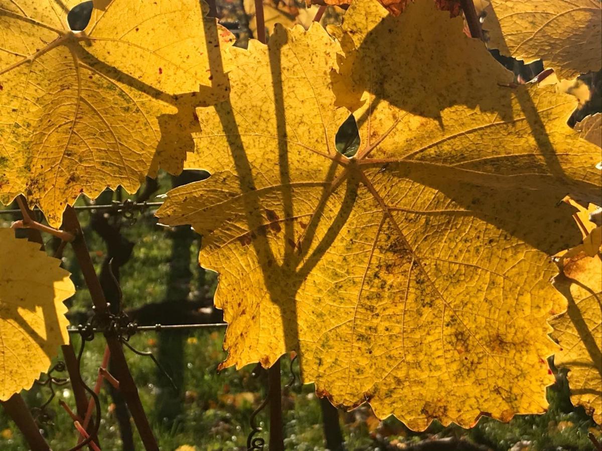 Weingut & Gastezimmer Edelmann Göttlesbrunn Esterno foto