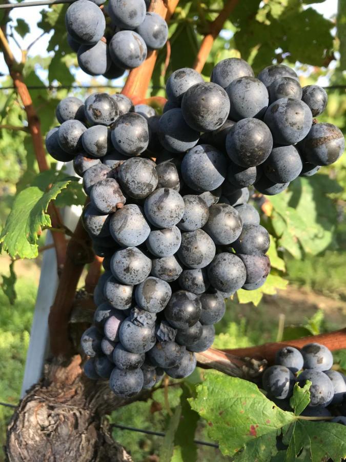 Weingut & Gastezimmer Edelmann Göttlesbrunn Esterno foto