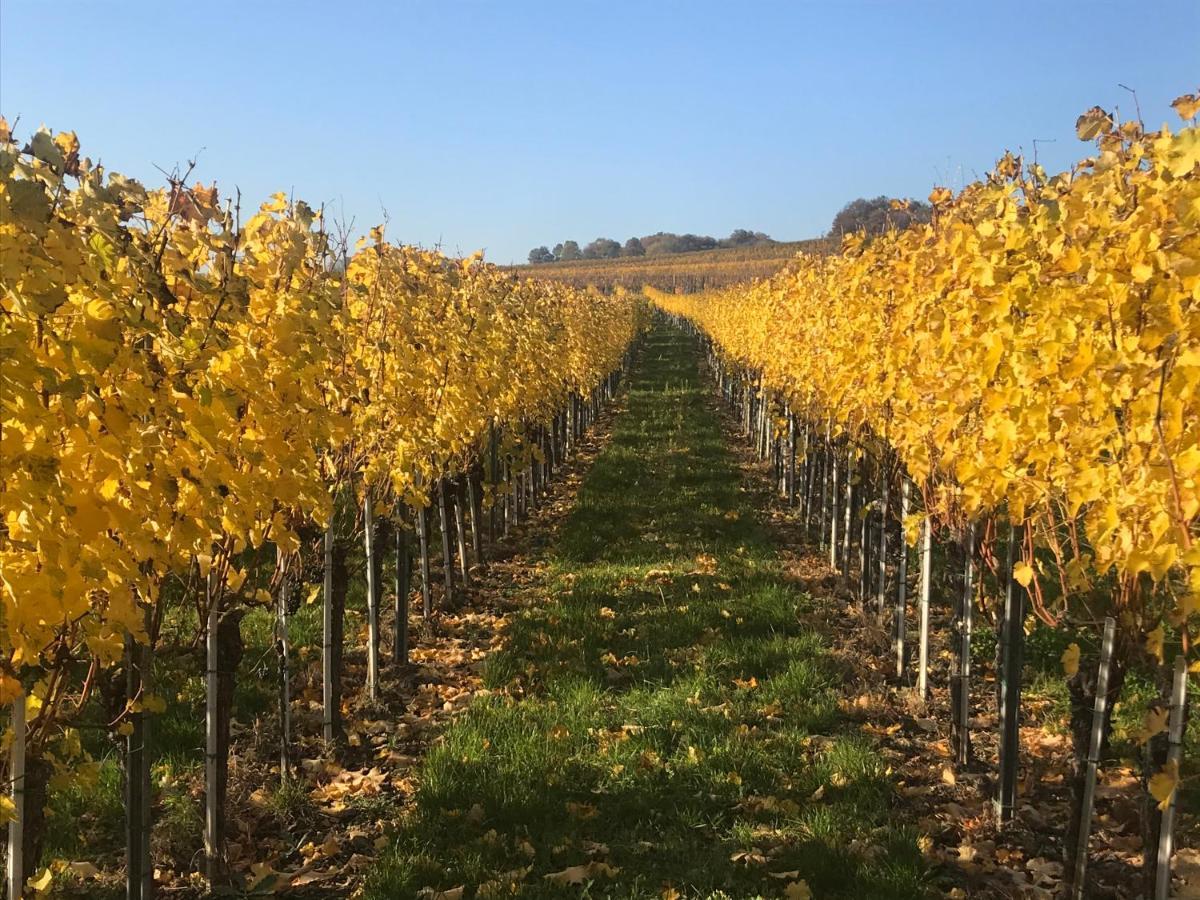 Weingut & Gastezimmer Edelmann Göttlesbrunn Esterno foto